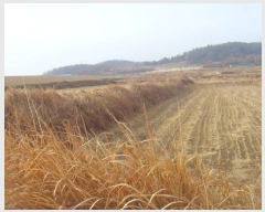  2025Ÿ��50124 ���� �س��� Ȳ��� ��ȣ�� 787      ����(�Ӿ�)���