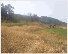  2025Ÿ50409  ϵ û û 318-1      ()