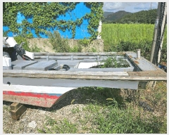  2025Ÿ��50556  ���ڰ��