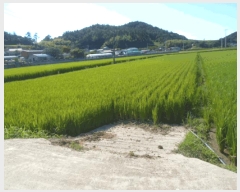  2025Ÿ��50578 ���� �س��� ȭ��� ��ȣ�� 596-9      ����(��)���