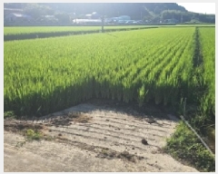  2025Ÿ��50578 ���� �س��� ȭ��� ��ȣ�� 596-9      ����(��)���