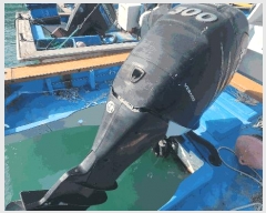  2025Ÿ��50742  ���ڰ��