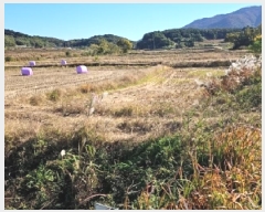  2025Ÿ��50372 ���� �س��� ����� ȭ���� 272-3      ����(��)���