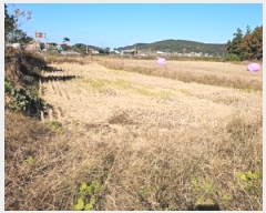  2025Ÿ��50372 ���� �س��� ����� ȭ���� 272-3      ����(��)���