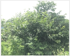  2025Ÿ��50505 ���� �س��� ����� ���Ǹ� 53-14      ����(��)���