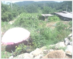  2025Ÿ��856  �������