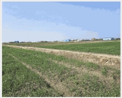  2025Ÿ31117    ȸ 1772-16      ()