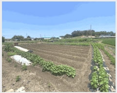  2025Ÿ31332   鱸 鱸 295      ()