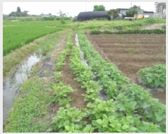  2025Ÿ31332   鱸 鱸 295      ()