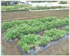  2025Ÿ31332   鱸 鱸 295      ()