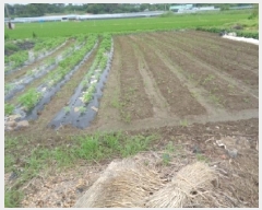  2025Ÿ31332   鱸 鱸 295      ()