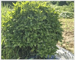  2025Ÿ��31408 ���� ���ֱ� �̼��� ������ 594-12      ����(�Ӿ�)���