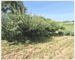  2025Ÿ31408   鱸  30-1      (Ӿ)