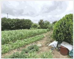  2025Ÿ31408   鱸  30-1      (Ӿ)