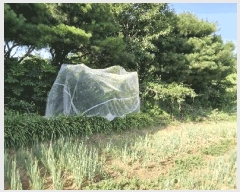  2025Ÿ31408   鱸  30-1      (Ӿ)