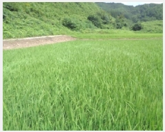  2025Ÿ��31412 ���� ���ȱ� ���� ���̸� 1149-3      ����(��)���