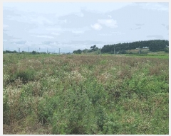  2025Ÿ��31429 ���� ���ֱ� �̼��� ���긮 621-3      ����(��)���