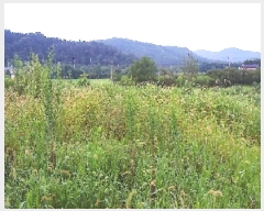  2025Ÿ��31484  �Ӿ߰��