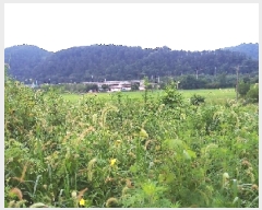  2025Ÿ��31484  �Ӿ߰��