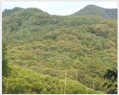  2025Ÿ��31507 ���� ���ֱ� ����� �Ǿϸ� ��252-1      ����(�Ӿ�)���