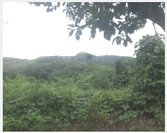  2025Ÿ��31507 ���� ���ֱ� ����� �Ǿϸ� ��252-1      ����(�Ӿ�)���