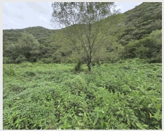  2025Ÿ��947  �Ӿ߰��