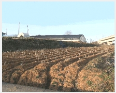  2025Ÿ��1032 ���� ������ �󵿵� 236-16       ����(��1)���