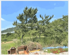  2025Ÿ��31462 ���� ������ Ȳ�굿 226-1       ����(�Ӿ�)���