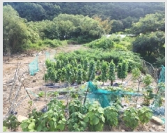  2025Ÿ��31561 ���� ���ֱ� ��ǳ�� ��Ÿ� 290-2      ����(��)���