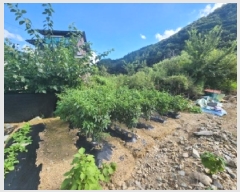  2025Ÿ��31561 ���� ���ֱ� ��ǳ�� ��Ÿ� 290-2      ����(��)���