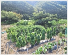  2025Ÿ��31561 ���� ���ֱ� ��ǳ�� ��Ÿ� 290-2      ����(��)���