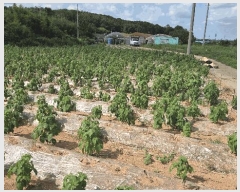  2025Ÿ��31576 ���� ������ ������ �ͷ渮 226      ����(��1)���