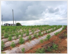  2025Ÿ��31576 ���� ������ ������ �ͷ渮 226      ����(��1)���