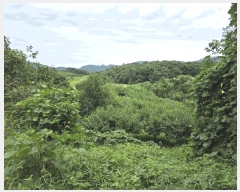  2025Ÿ��31662 ���� �ӽǱ� ����� ���ϸ� ��126      ����(�Ӿ�)���