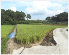  2025Ÿ��31672  ����