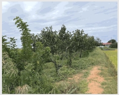  2025Ÿ��31672 ���� ������ ������ Ȳ�긮 462      ����(��1)���