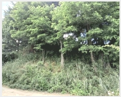  2025Ÿ��733  ����