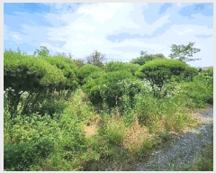  2025Ÿ��733  ����