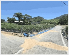  2025Ÿ��31339  �����