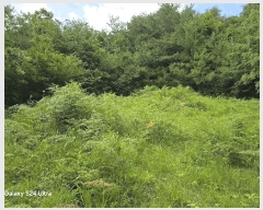  2025Ÿ31345  ӽǱ Ŵ  43      (Ӿ)