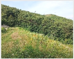  2025Ÿ31345  ӽǱ Ŵ  43      (Ӿ)