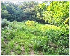  2025Ÿ31345  ӽǱ Ŵ  43      (Ӿ)