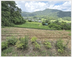  2025Ÿ��31422 ���� ���ֱ� ���̸� ���̸� ��323      ����(�Ӿ�)���