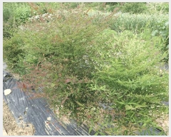  2025Ÿ597  ֽ ϻ걸 ȭ1 522 103 181809ȣ    Ʈ