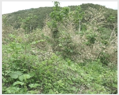  2025Ÿ597  ֽ ϻ걸 ȭ1 522 103 181809ȣ    Ʈ