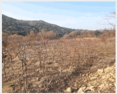  2025Ÿ��698 ���� �ӽǱ� �ӽ��� ������ 928      ����(��)���