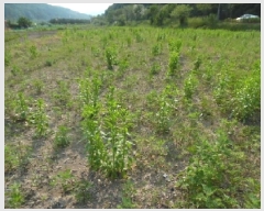  2025Ÿ��711  �����