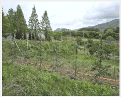  2025Ÿ��31217  ����