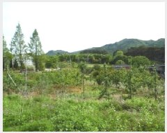  2025Ÿ��31217  ����