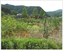  2025Ÿ��31217  ����